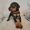 Akc registered doberman puppies