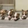 AKC registered Pembroke Welsh Corgis