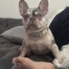 Frenchie Merle Stud available