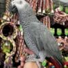 African grey congo tame adult