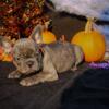 Blue brindle Female 9 weeks old French Bulldog