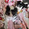 2 Shihtzu puppies