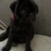 Black pugs for sale