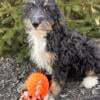 Miniature Bernedoodle puppies