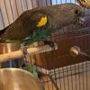 Female Meyers Parrot