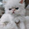 Flame Point Male Persian Kitten