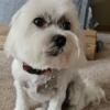 Purebred 3yr old white Maltese