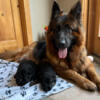 Longcoat and shortcoat German Shepherd puppies