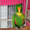 Eclectus