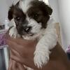 Shih poo’s for sale 