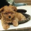 Shihtzu/Yorkie, mix 2 Tiny Adorable boys all shots text 540-6341206