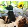 Hybrid puppies: American Labrador Retriever/Belgian Malinois. 8 weeks and ready for their forever homes!