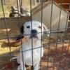 Female American bulldog