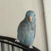 4 month old parrotlet