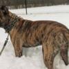 blonde brindle Presa canario for a stud Windsor area