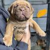 Dogue De Bordeaux French Mastiff Puppies