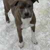 Bring in the new year w/ a new Puppy! 4 month old female puppies for sale!
