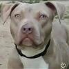 Red Lion American Bully