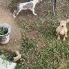 Puppies for sale