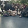 Working man  American bully pups