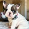 Posey Blue Fawn Pied female
