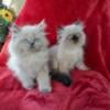 Persian Kittens CFA males