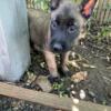 Belgian Malinois Puppies Available