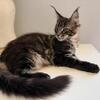 Male European style Maine Coon kitten - TICA registered