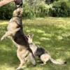 AKC  Large working line  Short hair German Shepherd pups. Central Michigan.