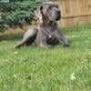 STUD ONLY AKC Euro blue male. 