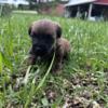 Miniature Pinscher/ Poodle Male Puppy