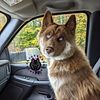 Lost Brown Husky CASH REWARD for her safe return