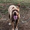 North American male 1yrs old huge boy!!!