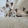 Beautiful  pure bred apple head SIAMESE kittens