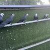 Pigeons