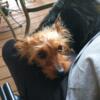 2 Female Yorkies rehoming to good homes.