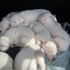 Pure breed Dogo Argentino mastiffs