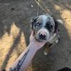 Australian Shepherd Male