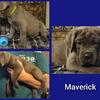 Cane Corso Puppies 