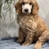 AKC Small Standard Poodle Puppies