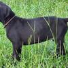 AKC Great Dane Black Female