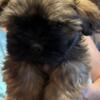 Pickles 9 week old male Shorkie