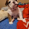 Female English Bulldog Puppy