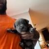 Iccf registered cane corso pups