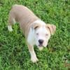 Olde English Bulldogge Puppies