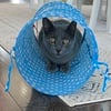 1 1/2 yo Russian Blue Mix and 2 1/2 yo Bombay Mix Cat Neutered and shots