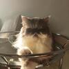Persian or Exotic Shorthair wanted Female