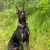 European Doberman for stud service