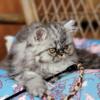 Female black tabby persian