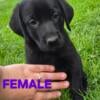 AKC labrador Puppies looking for homes